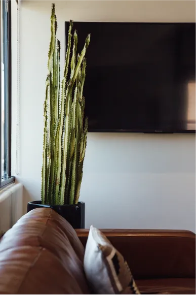 Plant Infront of tv
